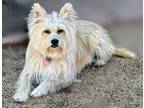 Adopt Carmella a White - with Tan, Yellow or Fawn Westie