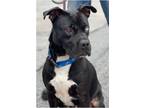 Adopt King a Black - with White Staffordshire Bull Terrier dog in Gillsville