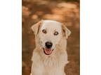 Adopt Honey a Great Pyrenees / Mixed dog in Gillsville, GA (39147741)