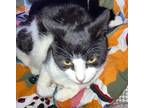 Adopt Guinevere a Domestic Shorthair (short coat) cat in SALISBURY