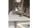 Adopt Lil Lue a Gray or Blue Domestic Shorthair / Mixed Breed (Medium) / Mixed