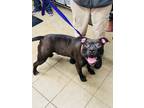 Adopt Dash a Brindle Mixed Breed (Large) / Mixed dog in Covington, LA (40665919)
