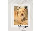 Adopt Mango a Vizsla / Boxer dog in Lukeville, AZ (41060477)