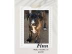 Adopt Finn a Brindle - with White Boxer dog in Lukeville, AZ (41060476)