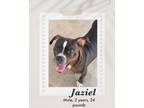 Adopt Jaziel a Black - with White Pit Bull Terrier / Pug dog in Lukeville