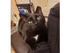 Adopt Hasperat a All Black Domestic Shorthair / Mixed (short coat) cat in West