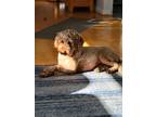 Adopt Sydney a Tan/Yellow/Fawn Labradoodle / Miniature Poodle / Mixed dog in
