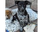 Adopt Eli a Black Mixed Breed (Medium) / Mixed dog in Vail, AZ (40087569)