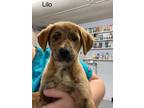 Adopt Lilo a Labrador Retriever / Mixed dog in Darlington, SC (41057589)