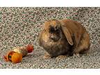 Adopt Lucy (Lure) a Harlequin Lop, Holland / Mixed (short coat) rabbit in