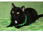 Adopt Imani (Spayed/Declawed) a Black (Mostly) Domestic Shorthair (short coat)