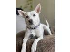 Adopt Nina a Tan/Yellow/Fawn Terrier (Unknown Type, Medium) / Cattle Dog / Mixed