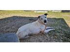 Adopt Hayden a White Mixed Breed (Large) / Mixed dog in Green Cove Springs