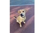 Adopt Grinchy a Tan/Yellow/Fawn - with Black Black Mouth Cur / Mixed dog in Oak