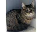 Adopt MYRTLE a Domestic Mediumhair / Mixed (medium coat) cat in Sandusky