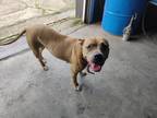 Adopt Peta a American Pit Bull Terrier / Mixed dog in Lake Charles