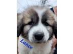 Adopt Lance a White - with Black Great Pyrenees / Mixed dog in Oak Bluffs