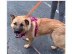 Adopt Mabrie a Tan/Yellow/Fawn - with Black German Shepherd Dog / Mixed dog in