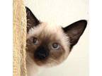 Adopt Cinnamon a Siamese / Mixed (short coat) cat in New Braunfels
