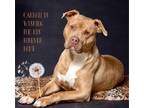Adopt Cannoli a American Pit Bull Terrier / Mixed dog in Hardeeville