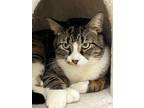 Adopt Waffles a Brown Tabby Domestic Mediumhair / Mixed (short coat) cat in LAS