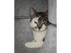 Adopt Bailey #3 a White (Mostly) Domestic Shorthair (short coat) cat in