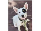 Adopt ACD Luna Moonshine a White Australian Cattle Dog / Mixed dog in Remus