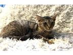 Adopt Curtsy - MS a Brown Tabby Domestic Shorthair / Mixed (short coat) cat in