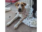 Adopt Ellie a Brown/Chocolate - with White Mixed Breed (Medium) / Mixed dog in