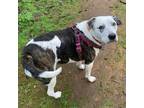 Adopt Stevie a Black - with White Staffordshire Bull Terrier / Terrier (Unknown