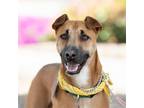 Adopt Dewy a Smooth Fox Terrier / Whippet / Mixed dog in San Diego