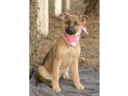 Adopt Cheyenne a German Shepherd Dog / Shepherd (Unknown Type) / Mixed dog in