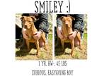 Adopt Smiley a Mixed Breed (Medium) / Mixed dog in Albany, GA (41060168)