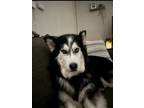 Adopt Maya a Black - with White Husky / Mixed dog in El Cajon, CA (41060158)