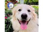Adopt Calypso a White Great Pyrenees / Mixed dog in Portland, OR (41060142)