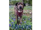 Adopt Murphy a Brindle - with White Great Pyrenees / Labrador Retriever / Mixed