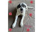 Adopt Skylar a White - with Black Catahoula Leopard Dog / Cattle Dog / Mixed dog