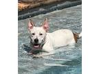 Adopt Lio a White - with Brown or Chocolate Cattle Dog / American Pit Bull