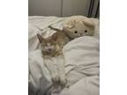 Adopt Mango a Cream or Ivory Domestic Shorthair / Mixed (short coat) cat in San