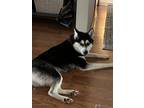 Adopt Athena a Black - with White Husky / Mixed dog in Wadsworth, IL (41059817)