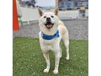 Adopt Sprout(Currently in Toronto) a White - with Tan, Yellow or Fawn Jindo /