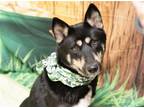 Adopt LILLY a Black Siberian Husky / Mixed dog in Diamond Springs, CA (40918864)