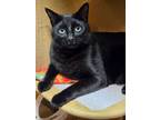 Adopt Champ a All Black Domestic Shorthair (short coat) cat in Walnut