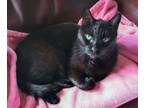 Adopt Jake a All Black Domestic Shorthair (short coat) cat in Southington
