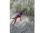 Adopt GiGi a Tricolor (Tan/Brown & Black & White) Boxer / Mixed dog in Temecula