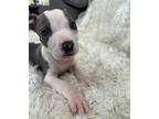 Adopt Chief a Gray/Silver/Salt & Pepper - with White Boxer / Mixed Breed