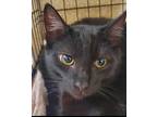 Adopt Pebbles a All Black Domestic Shorthair / Domestic Shorthair / Mixed cat in