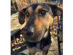 Adopt Nelly a Black - with Tan, Yellow or Fawn Mixed Breed (Medium) / Shepherd