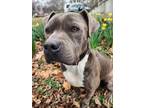 Adopt Big Boi a Gray/Silver/Salt & Pepper - with White Pit Bull Terrier / Mixed