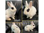 Adopt Stoli a White Lionhead / Mixed (medium coat) rabbit in West Palm Beach